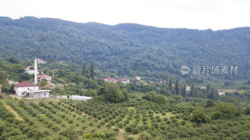 山村的榛子果园和森林中的房屋。inkum bartin,土耳其。无人机的鸟瞰图